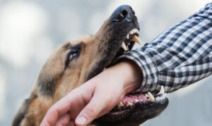 Why Should I Count on Feller & Wendt, LLC To Help Me Recover Compensation After a Dog Bite Injury in St. George?