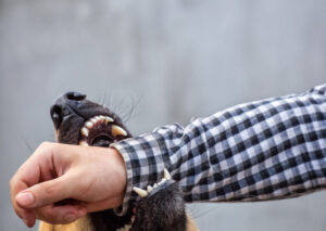 Why Choose Feller & Wendt, LLC to Handle Your Dog Bite Case in Boise, ID?