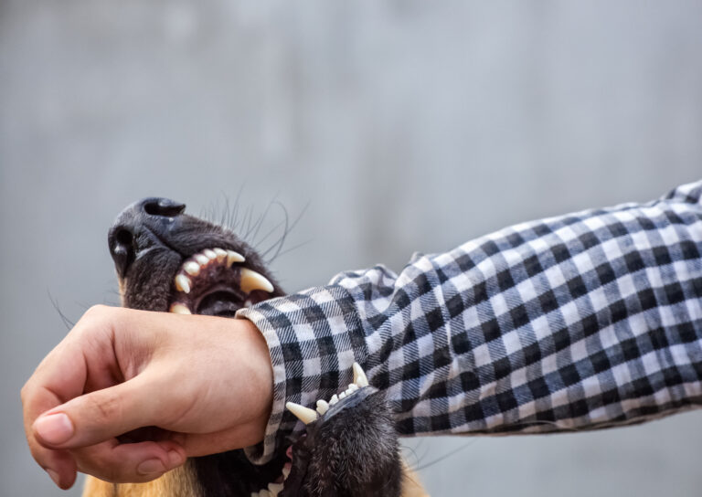 Is Idaho a One-Bite State or Strict Liability?